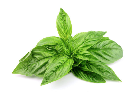 Organic Basil