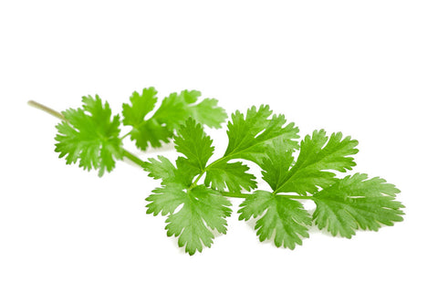 Organic Coriander