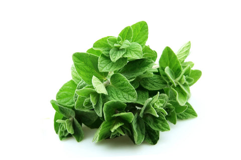 Oregano