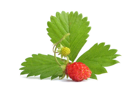 Wild strawberry